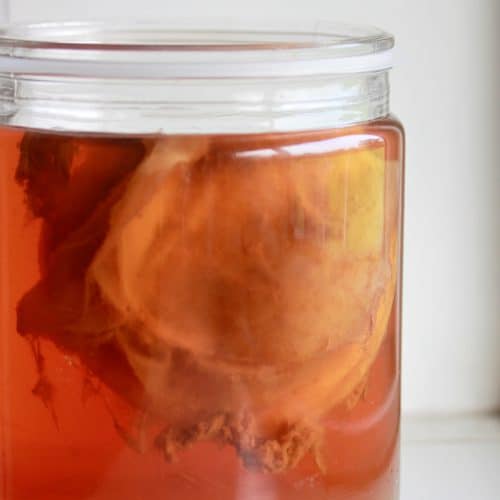 Kombucha SCOBY Photo by Megumi Nachev on Unsplash