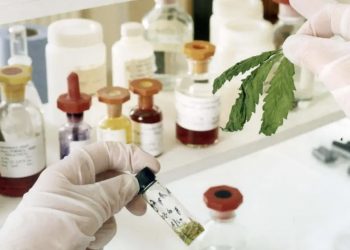cannabis