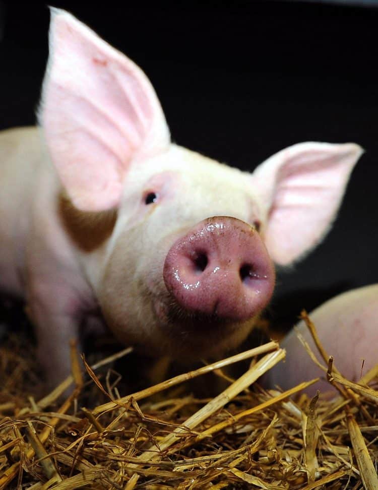 Embargoed to 0001 Wednesday November 16 File photo dated 28/07/10 of a pig as a study has shown they have personalities that can be trough half-full or trough half-empty.