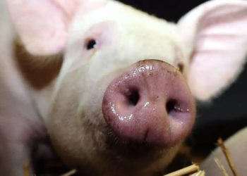 piglet pig
