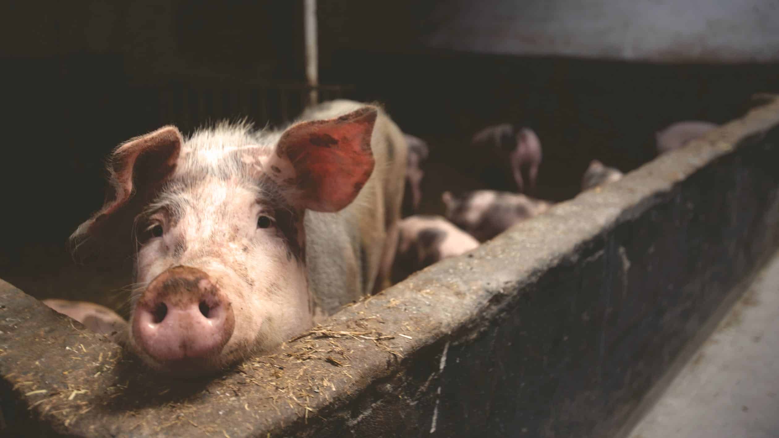 Brexit-voting pig farmer says: ‘I didn’t vote for this’