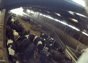 Animal Justice Project