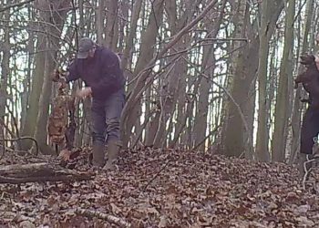 (North London Hunt Sabs)