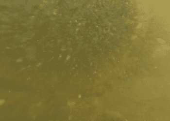 Credit: Windrush WASP