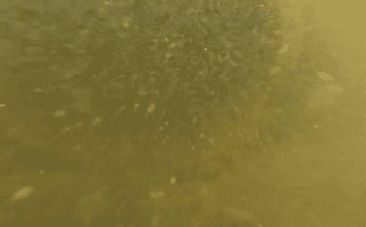 Credit: Windrush WASP