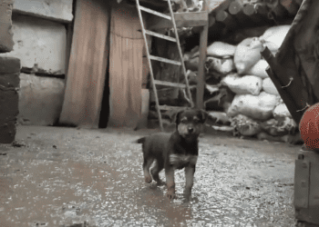 Screengrab: Dog with Blog / YouTube