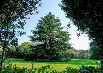 The truly majestic Cedar tree. Credit:SWNS