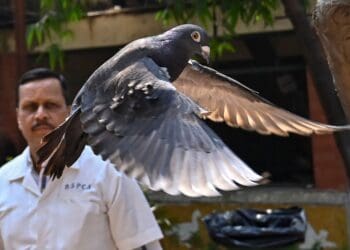 Anshuman Poyrekar/Hindustan Times/AP