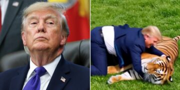 trump tiger video