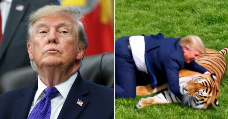 trump tiger video